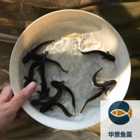 大口鲶鱼苗批发价格-杂交鲶鱼苗出售-黄鲶鱼苗养殖基地